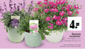 klik op dit plaatje voor een vergroting en voor vergelijkbare aanbiedingen gerelateerd aan ` tuinplanten 4 17 erysimum bowles mauve scabiosa bloeiende potmaat cm hoogte aanbod ` tuinplanten 4 17 erysimum bowles mauve scabiosa bloeiende potmaat cm hoogte aanbod