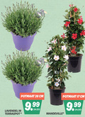 klik op dit plaatje voor een vergroting en voor vergelijkbare aanbiedingen gerelateerd aan ` 17 26 lavendel terraspot potmaat cm jade white ` 17 26 lavendel terraspot potmaat cm jade white