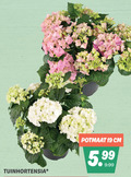 klik op dit plaatje voor een vergroting en voor vergelijkbare aanbiedingen gerelateerd aan ` 19 tuinhortensia potmaat cm 5.99 ` 19 tuinhortensia potmaat cm 5.99