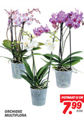 klik op dit plaatje voor een vergroting en voor vergelijkbare aanbiedingen gerelateerd aan ` orchidee 12 multiflora potmaat cm ` orchidee 12 multiflora potmaat cm