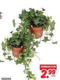 klik op dit plaatje voor een vergroting en voor vergelijkbare aanbiedingen gerelateerd aan ` 13 hedera potmaat cm 3.99 ` 13 hedera potmaat cm 3.99