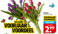 klik op dit plaatje voor een vergroting en voor vergelijkbare aanbiedingen gerelateerd aan ` tulpen 10 vrolijk voorjaar voordeel bos stelen 2 99 ` tulpen 10 vrolijk voorjaar voordeel bos stelen 2 99