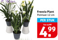 klik op dit plaatje voor een vergroting en voor vergelijkbare aanbiedingen gerelateerd aan ` 12 freesia plant potmaat cm stuk ` 12 freesia plant potmaat cm stuk