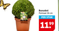 klik op dit plaatje voor een vergroting en voor vergelijkbare aanbiedingen gerelateerd aan ` 4 26 buxus buxusbol potmaat cm stuk ` 4 26 buxus buxusbol potmaat cm stuk