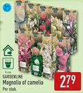 klik op dit plaatje voor een vergroting en voor vergelijkbare aanbiedingen gerelateerd aan ` 9 279 gardenline cardin garden cm magnolia camelia stuk ` 9 279 gardenline cardin garden cm magnolia camelia stuk