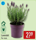 klik op dit plaatje voor een vergroting en voor vergelijkbare aanbiedingen gerelateerd aan ` lavendel cm stuk ` lavendel cm stuk