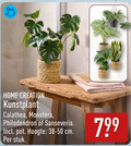 klik op dit plaatje voor een vergroting en voor vergelijkbare aanbiedingen gerelateerd aan ` home creation kunstplant calathea monstera philodendron sanseveria pot hoogte cm stuk ` home creation kunstplant calathea monstera philodendron sanseveria pot hoogte cm stuk
