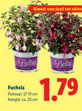 klik op dit plaatje voor een vergroting en voor vergelijkbare aanbiedingen gerelateerd aan ` 19 20 bella bloeit juni oktober fuchsia potmaat cm hoogte ca. ` 19 20 bella bloeit juni oktober fuchsia potmaat cm hoogte ca.