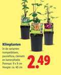 klik op dit plaatje voor een vergroting en voor vergelijkbare aanbiedingen gerelateerd aan ` 9 40 klimplanten trompetbloem passieflora clematis potmaat cm hoogte ca. ` 9 40 klimplanten trompetbloem passieflora clematis potmaat cm hoogte ca.