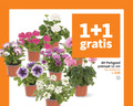 klik op dit plaatje voor een vergroting en voor vergelijkbare aanbiedingen gerelateerd aan ` perkplanten 1 12 perkgoed potmaat cm actieprijs ` perkplanten 1 12 perkgoed potmaat cm actieprijs