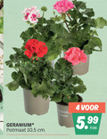 klik op dit plaatje voor een vergroting en voor vergelijkbare aanbiedingen gerelateerd aan ` geranium 4 potmaat cm 5.99 ` geranium 4 potmaat cm 5.99