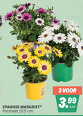 klik op dit plaatje voor een vergroting en voor vergelijkbare aanbiedingen gerelateerd aan ` 3 spaanse margriet potmaat cm 3.99 ` 3 spaanse margriet potmaat cm 3.99
