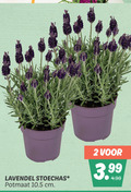 klik op dit plaatje voor een vergroting en voor vergelijkbare aanbiedingen gerelateerd aan ` lavendel 2 3.99 stoechas potmaat cm ` lavendel 2 3.99 stoechas potmaat cm