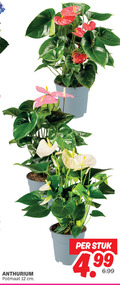 klik op dit plaatje voor een vergroting en voor vergelijkbare aanbiedingen gerelateerd aan ` 12 anthurium potmaat cm stuk ` 12 anthurium potmaat cm stuk