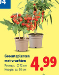 klik op dit plaatje voor een vergroting en voor vergelijkbare aanbiedingen gerelateerd aan ` moestuinplanten 12 30 groenteplanten vruchten potmaat cm hoogte ca. ` moestuinplanten 12 30 groenteplanten vruchten potmaat cm hoogte ca.