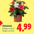 klik op dit plaatje voor een vergroting en voor vergelijkbare aanbiedingen gerelateerd aan ` 13 25 dipladenia potmaat cm hoogte ca. ` 13 25 dipladenia potmaat cm hoogte ca.