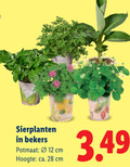 klik op dit plaatje voor een vergroting en voor vergelijkbare aanbiedingen gerelateerd aan ` kamerplanten 12 28 sierplanten bekers potmaat cm hoogte ca. ` kamerplanten 12 28 sierplanten bekers potmaat cm hoogte ca.