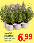 klik op dit plaatje voor een vergroting en voor vergelijkbare aanbiedingen gerelateerd aan ` lavendel 6 18 angustifolia hoogte ca. cm tray stuks ` lavendel 6 18 angustifolia hoogte ca. cm tray stuks