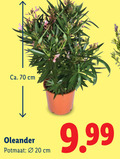 klik op dit plaatje voor een vergroting en voor vergelijkbare aanbiedingen gerelateerd aan ` 20 ca. cm oleander potmaat ` 20 ca. cm oleander potmaat