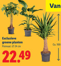 klik op dit plaatje voor een vergroting en voor vergelijkbare aanbiedingen gerelateerd aan ` kamerplanten 24 100 exclusieve groene planten potmaat cm ca. ` kamerplanten 24 100 exclusieve groene planten potmaat cm ca.