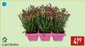 klik op dit plaatje voor een vergroting en voor vergelijkbare aanbiedingen gerelateerd aan ` 6 pack dianthus ` 6 pack dianthus