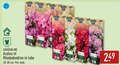 klik op dit plaatje voor een vergroting en voor vergelijkbare aanbiedingen gerelateerd aan ` 1 2 9 140 3600 gardenline garden cm azalea rhododendron tube stuk japanse ` 1 2 9 140 3600 gardenline garden cm azalea rhododendron tube stuk japanse