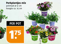 klik op dit plaatje voor een vergroting en voor vergelijkbare aanbiedingen gerelateerd aan ` perkplanten 12 15 perkplantjes mix potmaat cm hoogte ca. pot joy jay ` perkplanten 12 15 perkplantjes mix potmaat cm hoogte ca. pot joy jay