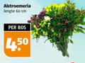 klik op dit plaatje voor een vergroting en voor vergelijkbare aanbiedingen gerelateerd aan ` 60 alstroemeria lengte cm bos ` 60 alstroemeria lengte cm bos