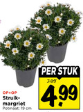 klik op dit plaatje voor een vergroting en voor vergelijkbare aanbiedingen gerelateerd aan ` 19 struik margriet potmaat cm stuk ` 19 struik margriet potmaat cm stuk
