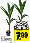 klik op dit plaatje voor een vergroting en voor vergelijkbare aanbiedingen gerelateerd aan ` kamerplanten 19 50 potmaat cm ` kamerplanten 19 50 potmaat cm
