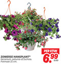 klik op dit plaatje voor een vergroting en voor vergelijkbare aanbiedingen gerelateerd aan ` geranium petunia fuchsia zomerse hangplant potmaat cm stuk ` geranium petunia fuchsia zomerse hangplant potmaat cm stuk