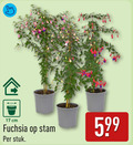 klik op dit plaatje voor een vergroting en voor vergelijkbare aanbiedingen gerelateerd aan ` fuchsia 17 cm stam stuk ` fuchsia 17 cm stam stuk