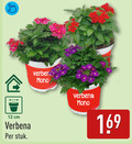 klik op dit plaatje voor een vergroting en voor vergelijkbare aanbiedingen gerelateerd aan ` verbena 12 cm stuk mono ` verbena 12 cm stuk mono