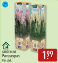 klik op dit plaatje voor een vergroting en voor vergelijkbare aanbiedingen gerelateerd aan ` gardenline rose pampasgras stuk ` gardenline rose pampasgras stuk