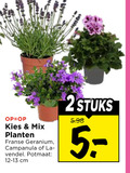 klik op dit plaatje voor een vergroting en voor vergelijkbare aanbiedingen gerelateerd aan ` 2 mix planten franse geranium campanula lavendel potmaat cm stuks ` 2 mix planten franse geranium campanula lavendel potmaat cm stuks