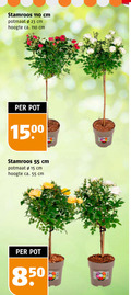 klik op dit plaatje voor een vergroting en voor vergelijkbare aanbiedingen gerelateerd aan ` 15 23 55 stamroos cm potmaat hoogte ca. pot 150 ` 15 23 55 stamroos cm potmaat hoogte ca. pot 150