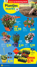 klik op dit plaatje voor een vergroting en voor vergelijkbare aanbiedingen gerelateerd aan ` 10 12 13 22 25 32 50 plantjes markt calibrachoa trio potmaat cm hoogte ca. megapot oleander schaal kleurenmix xxl franse geranium kleuren lavendel stoechas tuinanjer vaste plant goedkoper perkplantjes tray stuks megadeal g1 g3 ` 10 12 13 22 25 32 50 plantjes markt calibrachoa trio potmaat cm hoogte ca. megapot oleander schaal kleurenmix xxl franse geranium kleuren lavendel stoechas tuinanjer vaste plant goedkoper perkplantjes tray stuks megadeal g1 g3