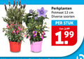 klik op dit plaatje voor een vergroting en voor vergelijkbare aanbiedingen gerelateerd aan ` perkplanten 12 potmaat cm soorten stuk ` perkplanten 12 potmaat cm soorten stuk