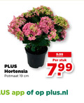 klik op dit plaatje voor een vergroting en voor vergelijkbare aanbiedingen gerelateerd aan ` 19 hortensia potmaat cm stuk plus.nl ` 19 hortensia potmaat cm stuk plus.nl