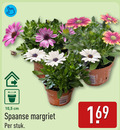 klik op dit plaatje voor een vergroting en voor vergelijkbare aanbiedingen gerelateerd aan ` 10 5 cm spaanse margriet stuk ` 10 5 cm spaanse margriet stuk