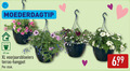 klik op dit plaatje voor een vergroting en voor vergelijkbare aanbiedingen gerelateerd aan ` tuinplanten 27 moederdagtip cm xl voorjaarsbloeiers terras hangpot stuk ` tuinplanten 27 moederdagtip cm xl voorjaarsbloeiers terras hangpot stuk