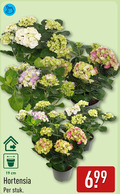 klik op dit plaatje voor een vergroting en voor vergelijkbare aanbiedingen gerelateerd aan ` 19 cm hortensia stuk ` 19 cm hortensia stuk