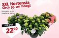 klik op dit plaatje voor een vergroting en voor vergelijkbare aanbiedingen gerelateerd aan ` 30 50 55 xxl hortensia circa cm hoog potmaat hoogte ca. pot ` 30 50 55 xxl hortensia circa cm hoog potmaat hoogte ca. pot