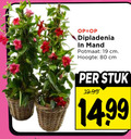 klik op dit plaatje voor een vergroting en voor vergelijkbare aanbiedingen gerelateerd aan ` 19 80 dipladenia mand potmaat cm hoogte stuk ` 19 80 dipladenia mand potmaat cm hoogte stuk