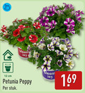 klik op dit plaatje voor een vergroting en voor vergelijkbare aanbiedingen gerelateerd aan ` 12 cm petunia peppy stuk ` 12 cm petunia peppy stuk