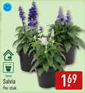 klik op dit plaatje voor een vergroting en voor vergelijkbare aanbiedingen gerelateerd aan ` 12cm salvia stuk ` 12cm salvia stuk