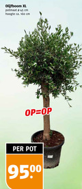 klik op dit plaatje voor een vergroting en voor vergelijkbare aanbiedingen gerelateerd aan ` 45 160 olijfboom xl potmaat cm hoogte ca. pot 950 ` 45 160 olijfboom xl potmaat cm hoogte ca. pot 950