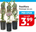 klik op dit plaatje voor een vergroting en voor vergelijkbare aanbiedingen gerelateerd aan ` tuinplanten 14 passiflora potmaat cm stuk 5.99 ` tuinplanten 14 passiflora potmaat cm stuk 5.99