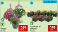 klik op dit plaatje voor een vergroting en voor vergelijkbare aanbiedingen gerelateerd aan ` perkplanten 6 easy gardening jay garden cm hangpot stuk pack zaaigrond perkgoed ` perkplanten 6 easy gardening jay garden cm hangpot stuk pack zaaigrond perkgoed