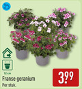 klik op dit plaatje voor een vergroting en voor vergelijkbare aanbiedingen gerelateerd aan ` geranium 12 cm franse stuk ` geranium 12 cm franse stuk